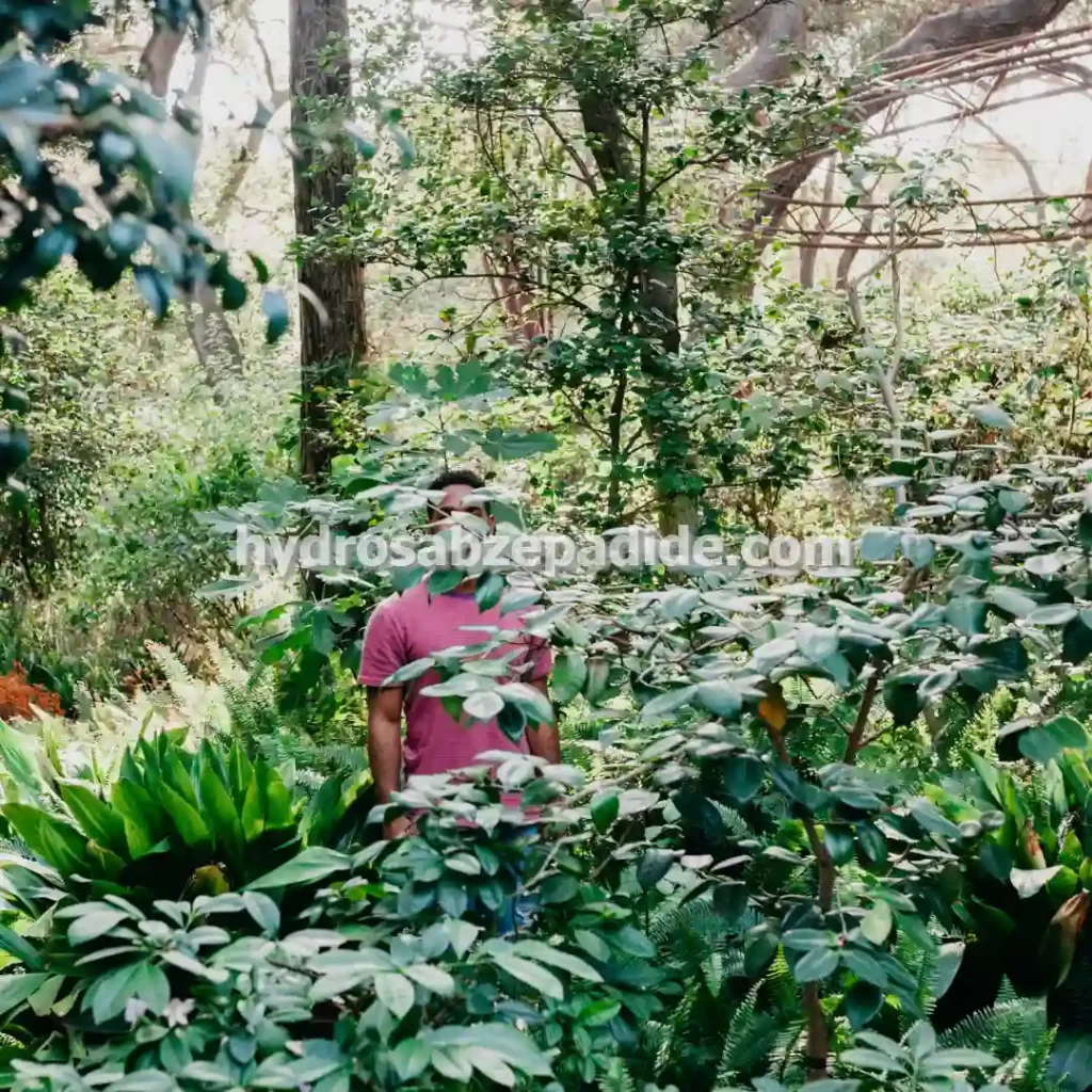 طراحی صفر تا صد گلخانه با آبیاری قطره ای